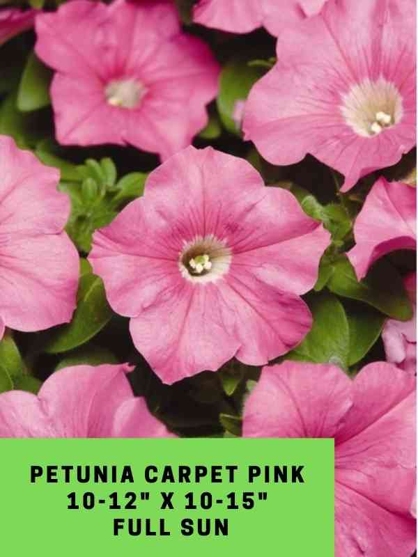 Petunia Carpet Pink Labeled