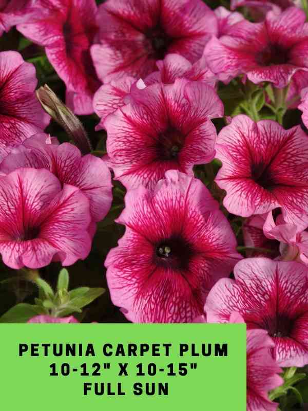 Petunia Carpet Plum Labeled
