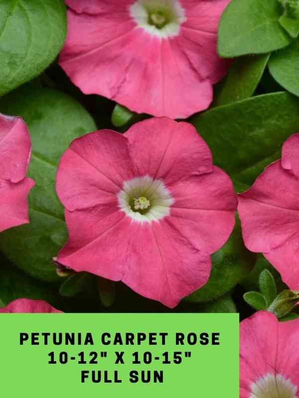 Petunia Carpet Rose Labeled