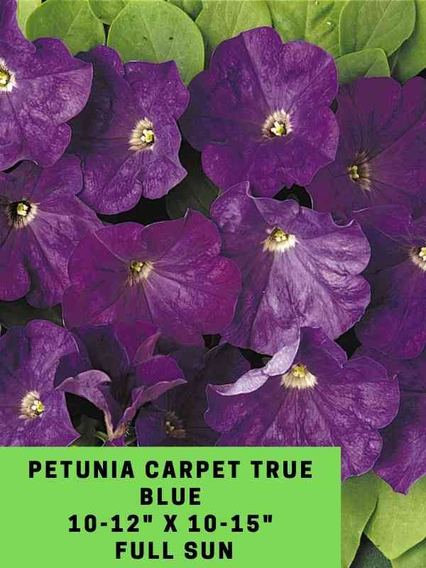 Petunia Carpet True Blue Labeled