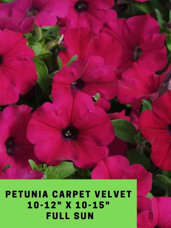 Petunia Carpet Velvet Labeled