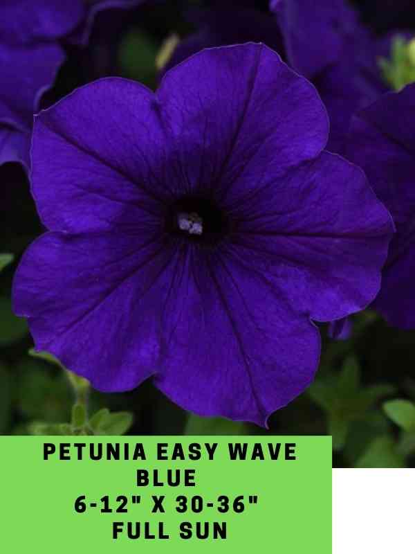 Petunia Easy Wave Blue Labeled