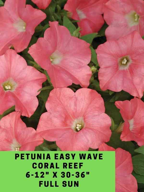 Petunia Easy Wave Coral Reef Labeled