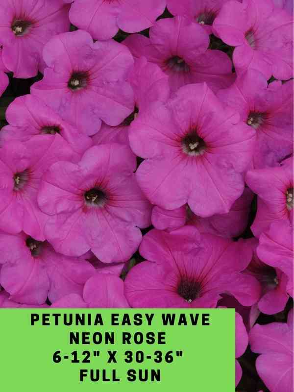 Petunia Easy Wave Neon Rose Labeled