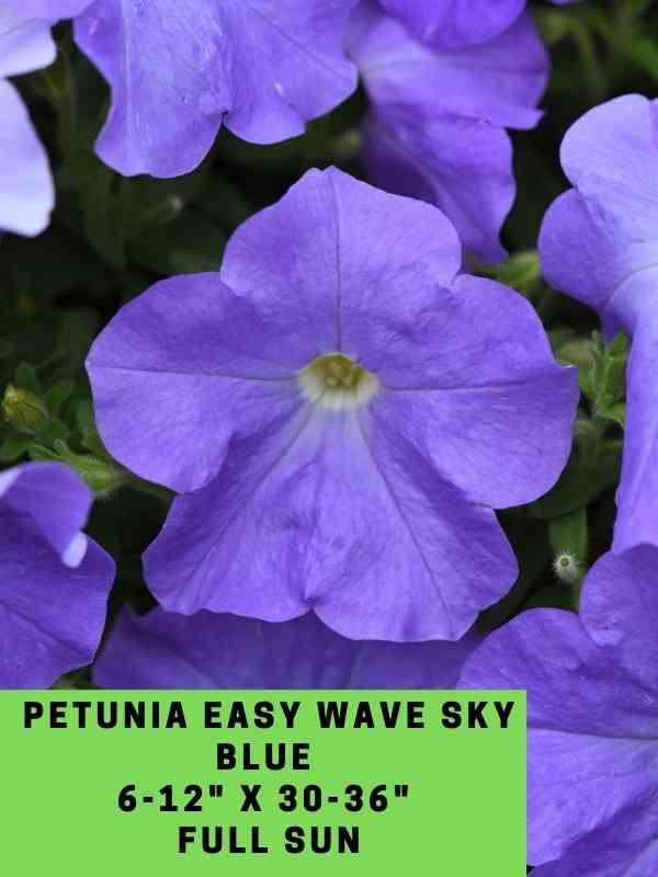 Petunia Easy Wave Sky Blue Labeled