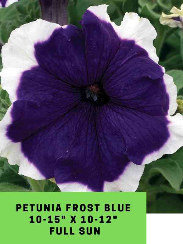Petunia Frost Blue Labeled