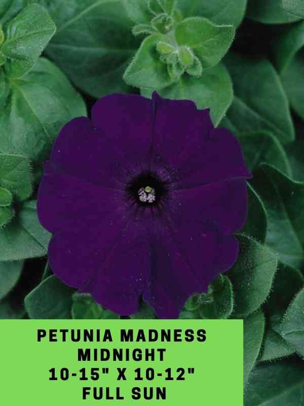 Petunia Madness Midnight Labeled