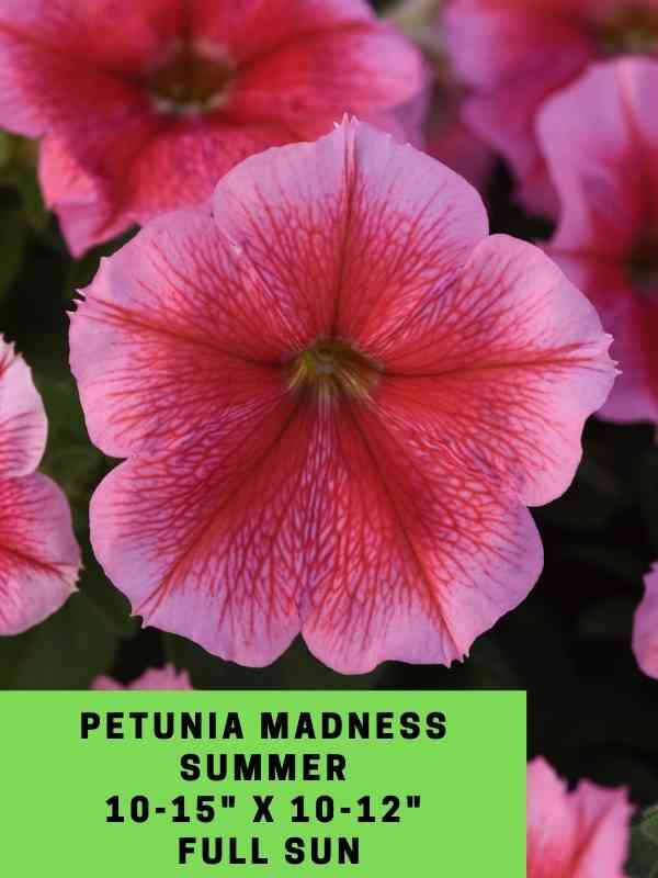 Petunia Madness Summer Labeled