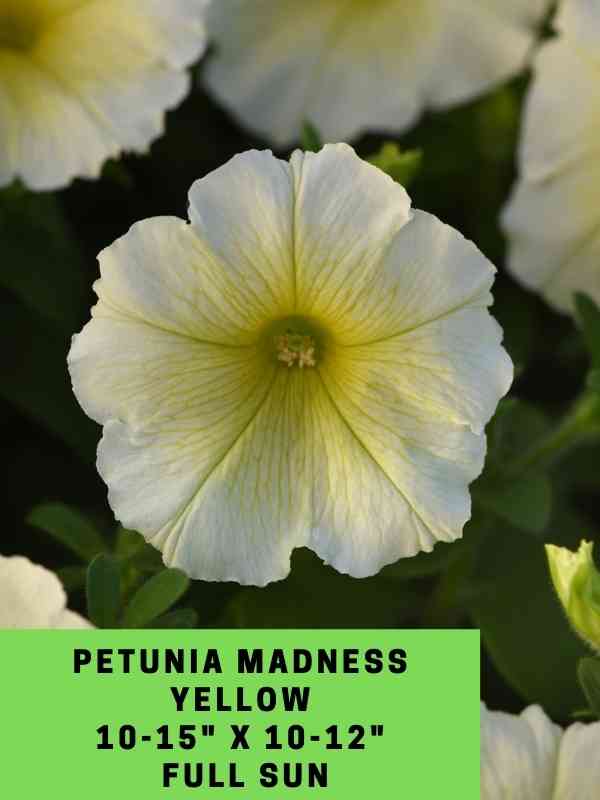 Petunia Madness Yellow Labeled