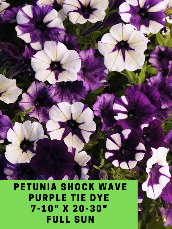 Petunia Shock Wave Purple Tie Dye Labeled