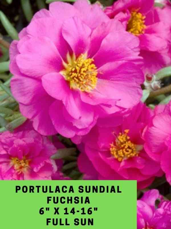 Portulaca Sundial Fuchsia Labeled