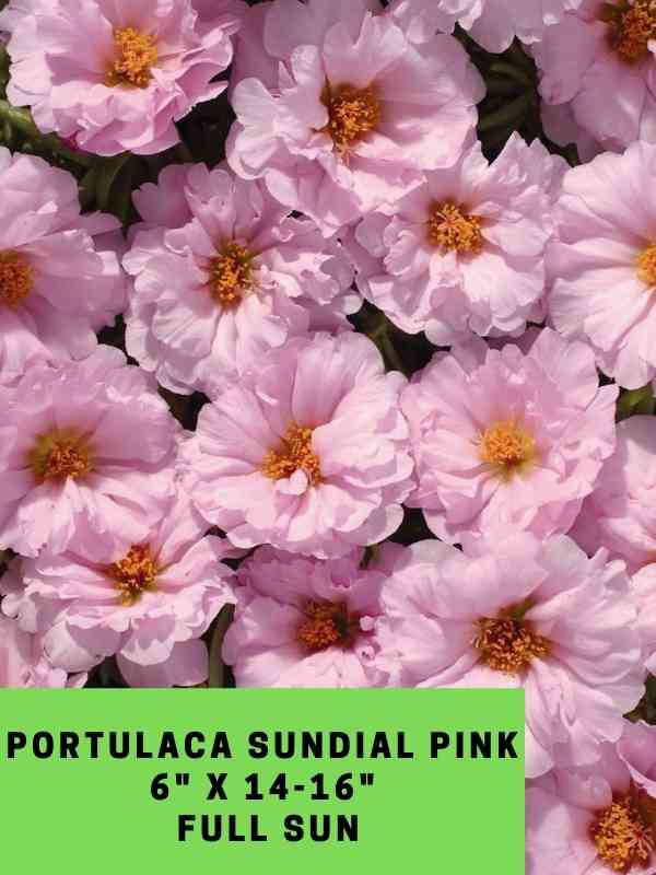 Portulaca Sundial Pink Labeled