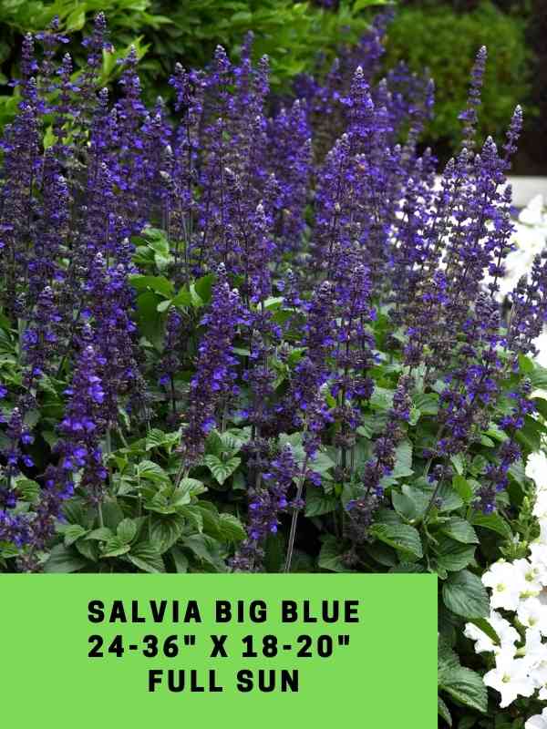 Salvia Big Blue Labeled