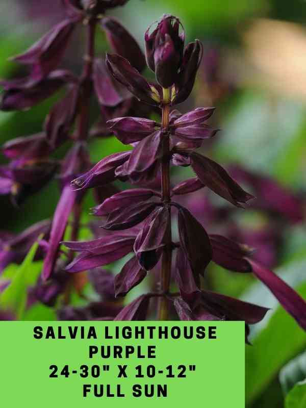 Salvia Lighthouse Blue Labeled