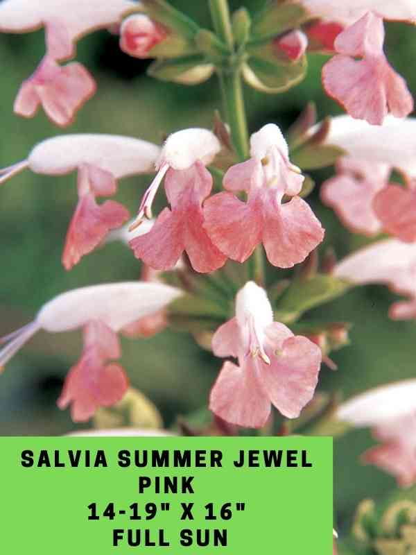 Salvia Summer Jewel Pink Labeled