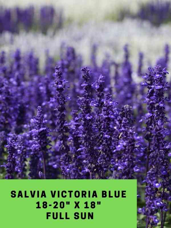 Salvia Victoria Blue Labeled