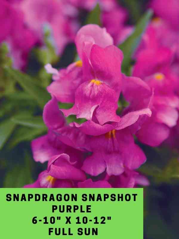 Snapdragon Snapshot Purple Labeled