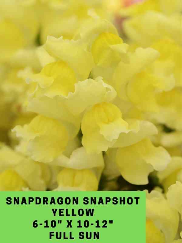Snapdragon Snapshot Yellow Labeled