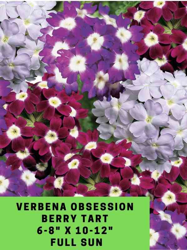 Verbena Obsession Berry Tart Labeled
