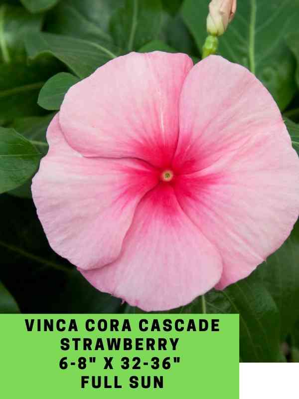 Vinca Cora Cascade Strawberry Labeled