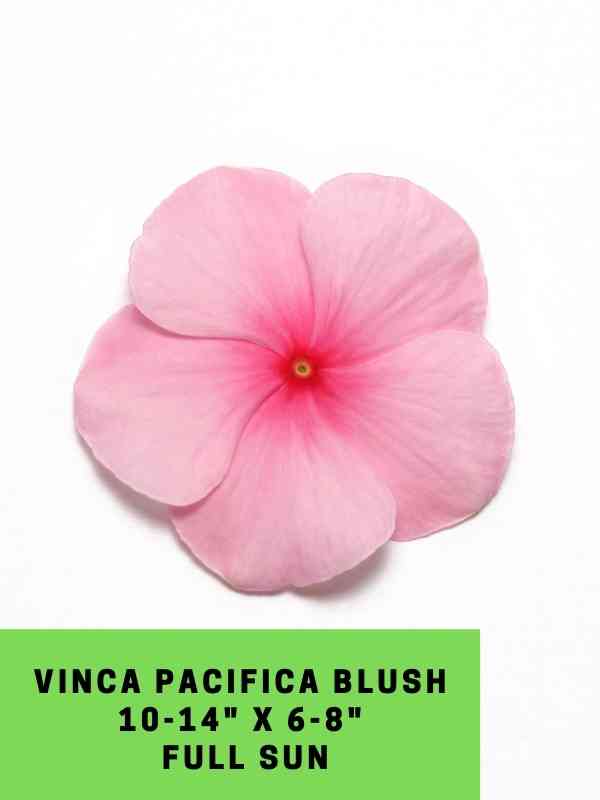 Vinca Pacifica Blush Labeled