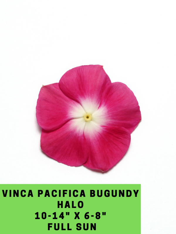 Vinca Pacifica Burgundy Halo Labeled