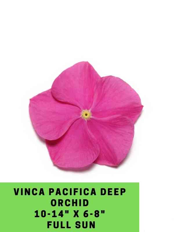 Vinca Pacifica Deep Orchid Labeled