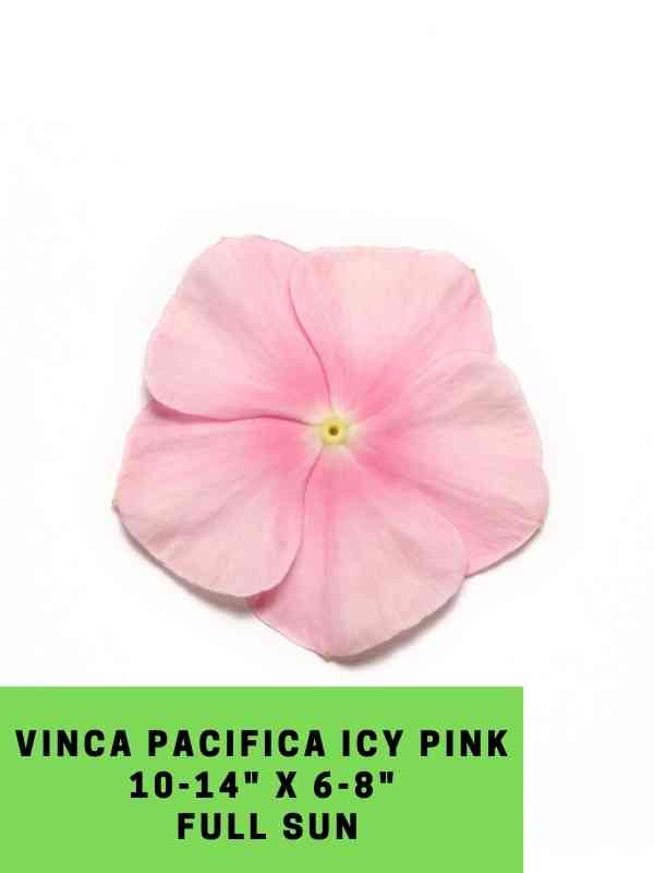Vinca Pacifica Icy Pink Labeled