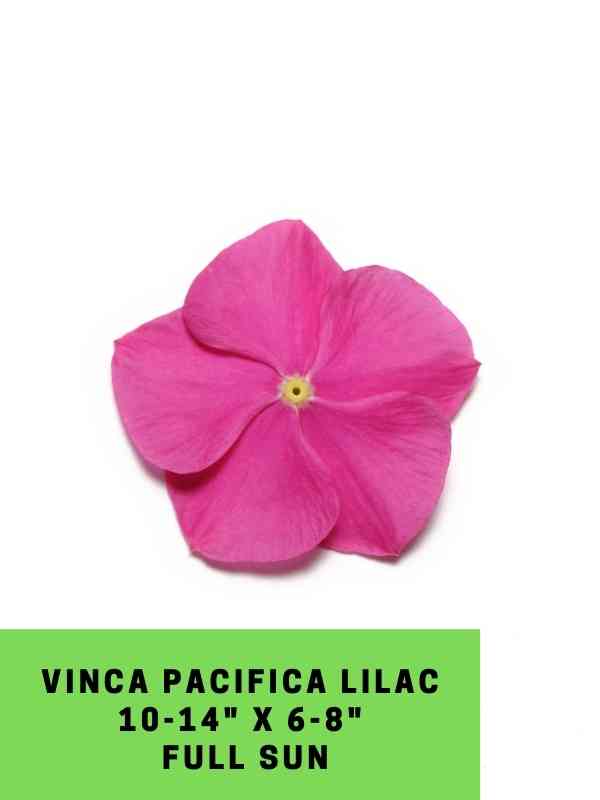 Vinca Pacifica Lilac Labeled