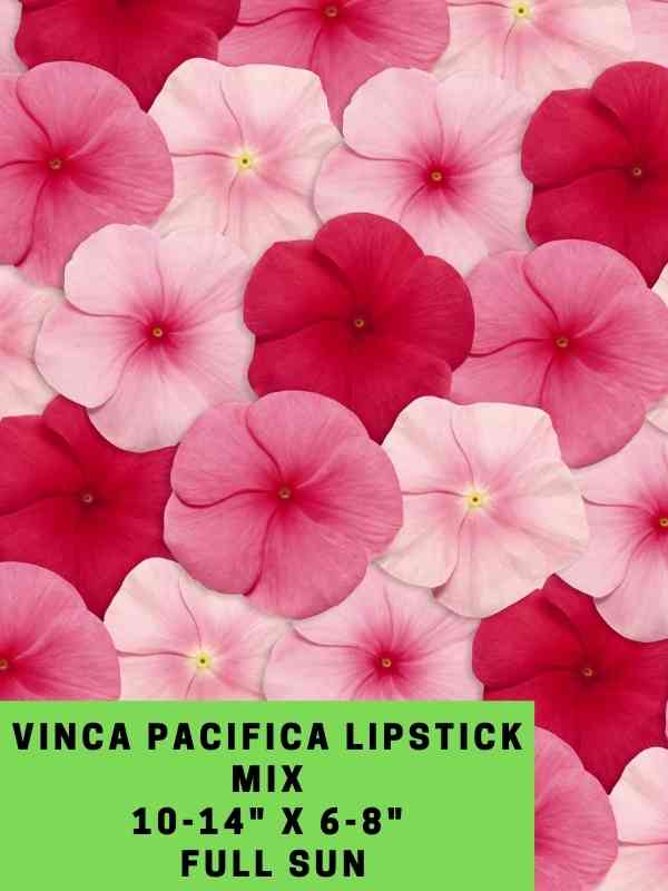Vinca Pacifica Lipstick Mix Labeled
