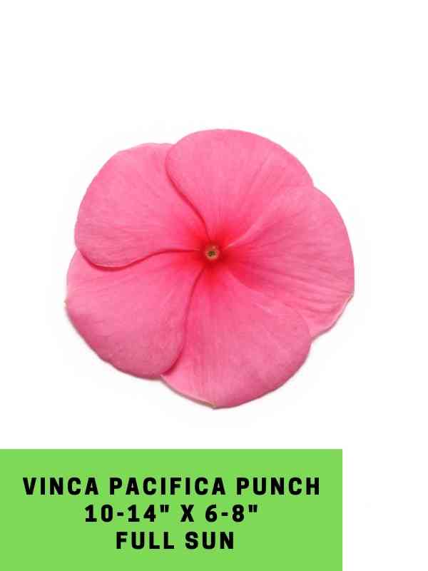 Vinca Pacifica Punch Labeled