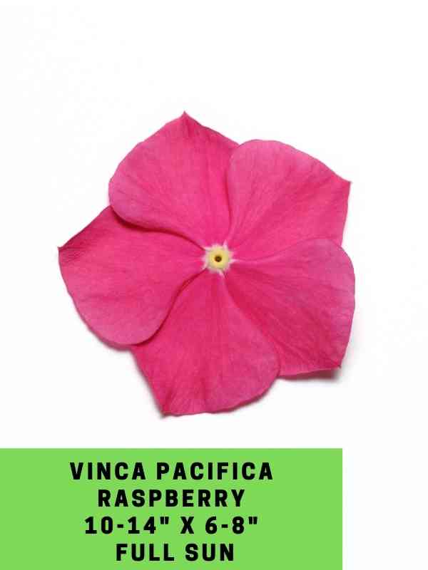 Vinca Pacifica Raspberry Labeled