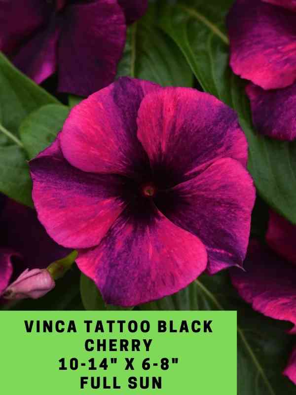 Vinca Tattoo Black Cherry Labeled