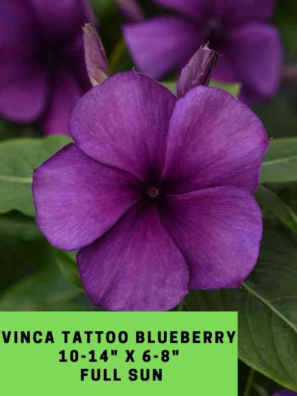 Vinca Tattoo Blueberry Labeled