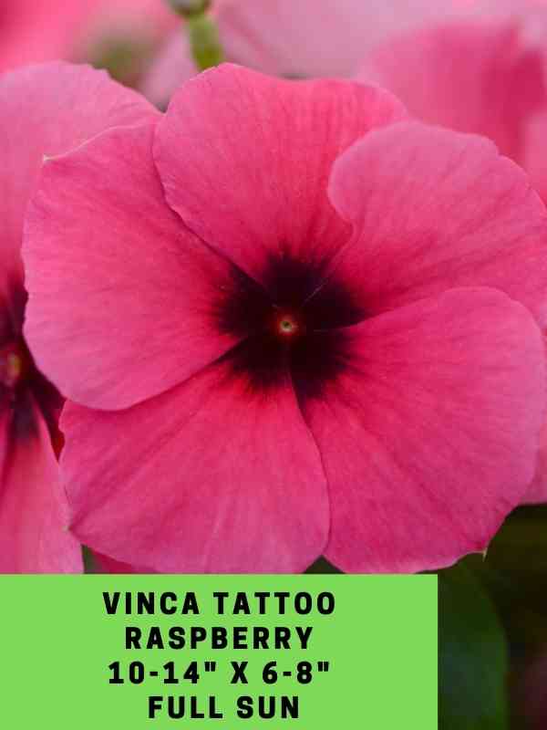 Vinca Tattoo Raspberry Labeled