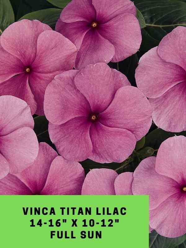 Vinca Titan Lilac Labeled