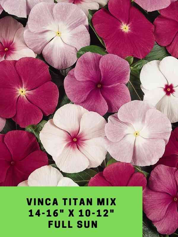 Vinca Titan Mix Labled