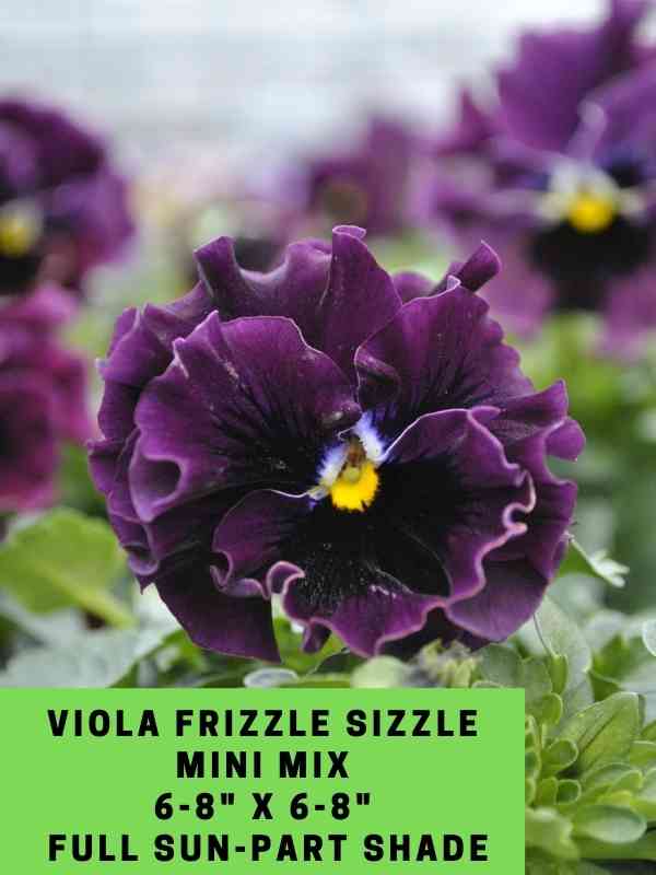 Viola Frizzle Sizzle Mini Mix Labeled