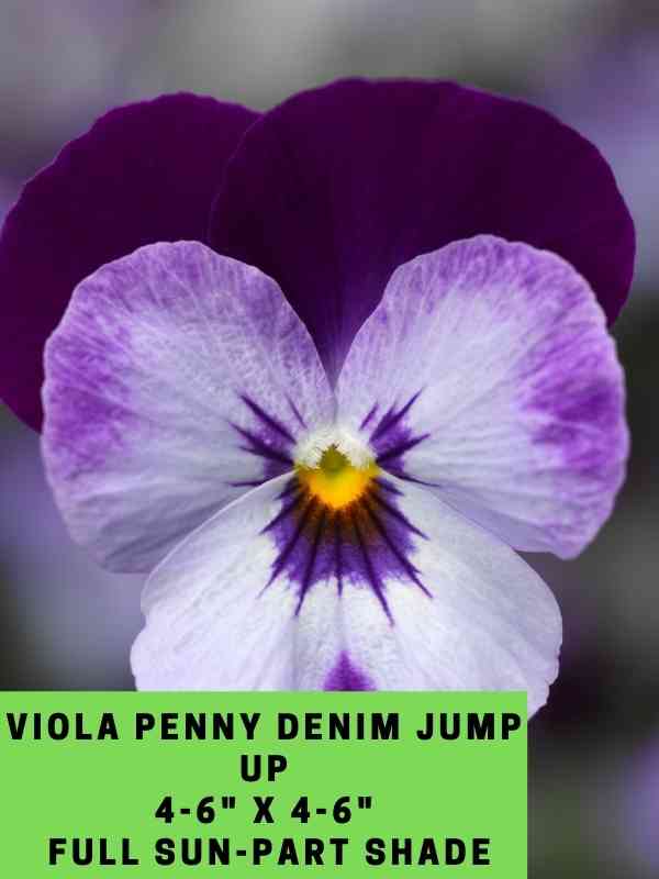 Viola Penny Denim Jump Up Labeled