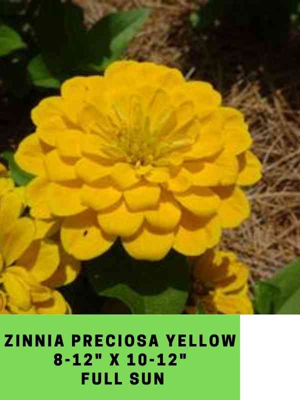Zinnia Preciosa Yellow Labeled
