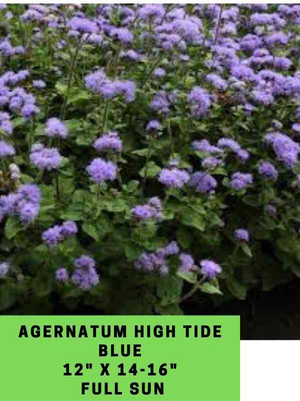 agernatum high lide blue labeled