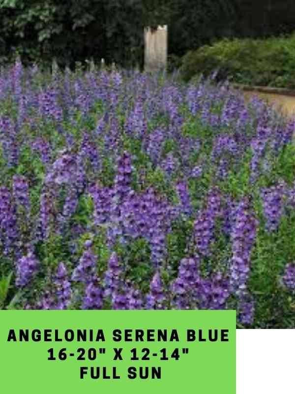 angelonia Serena blue Labeled