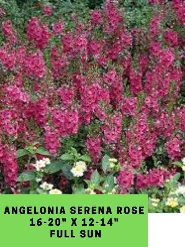 angelonia Serena rose labeled