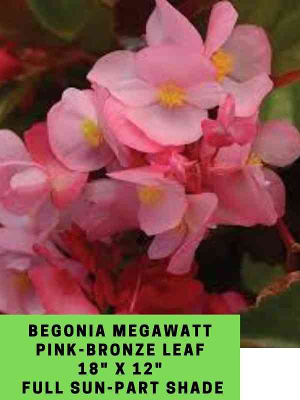 begonia megawatt pink-bronze leaf labeled