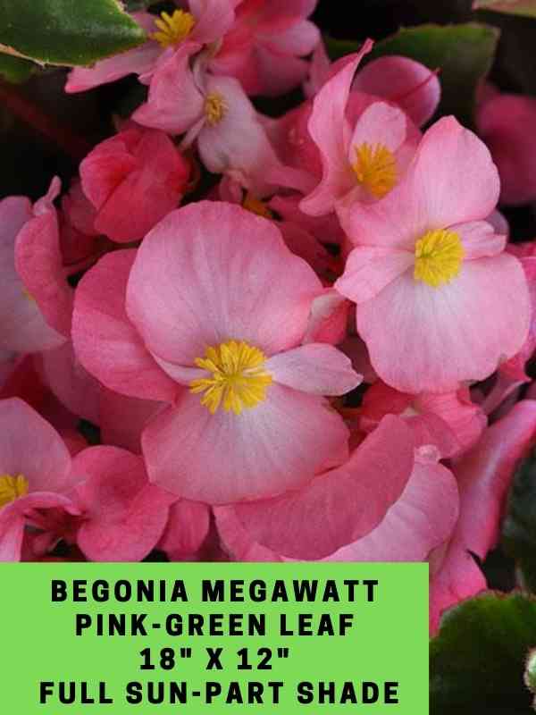 begonia megawatt pink-green leaf labeled