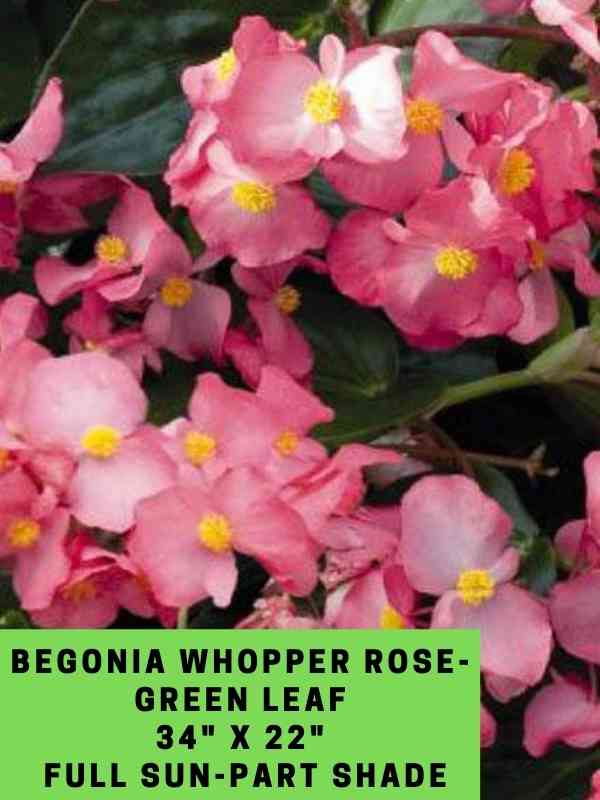 begonia whopper rose-green leaf labeled