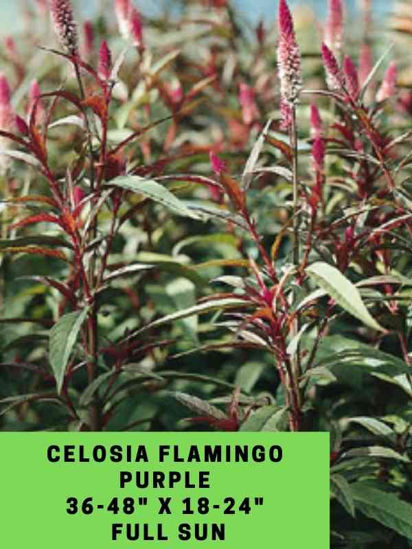 celosia flamingo purple labeled