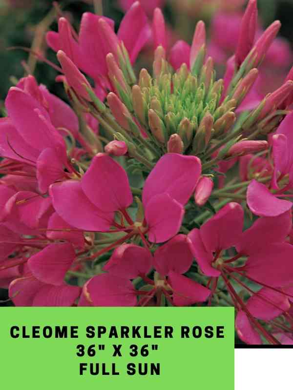 cleome sparkler rose labeled