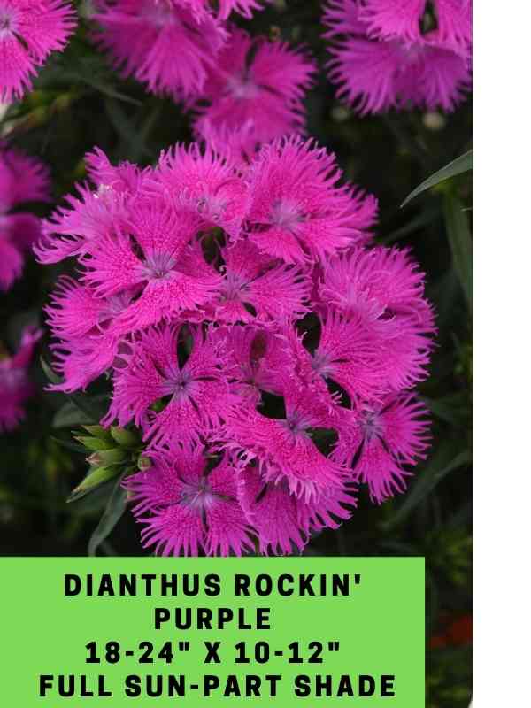 dianthus rockin' purple labeled