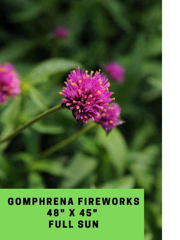 gomphrena fireworks labeled